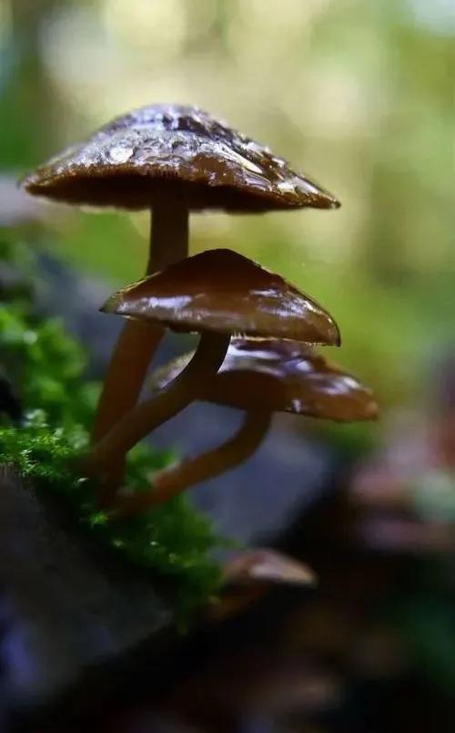 國家蘑菇地理：中國哪里的蘑菇最好吃？