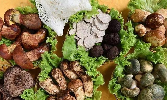 國家蘑菇地理：中國哪里的蘑菇最好吃？