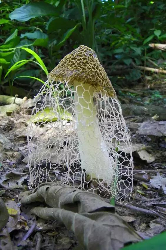 國家蘑菇地理：中國哪里的蘑菇最好吃？